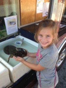 Rylee is enjoying the horseshoe crab from the Gulf Specimen Marine Lab.